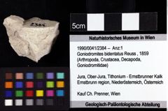 Foto (Objket + Etiketten) von Goniodromites bidentatus (Reuss, 1859) 